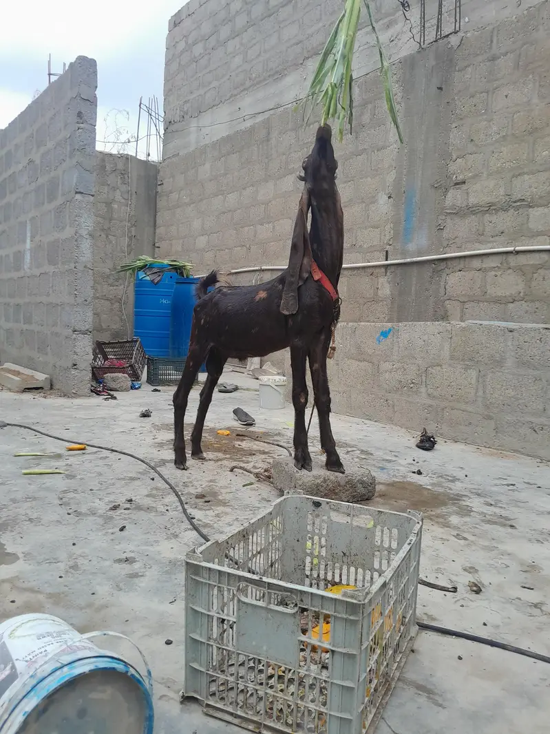 pure kamori bakra urgent sale only WhatsApp 03152344578 — photo 2