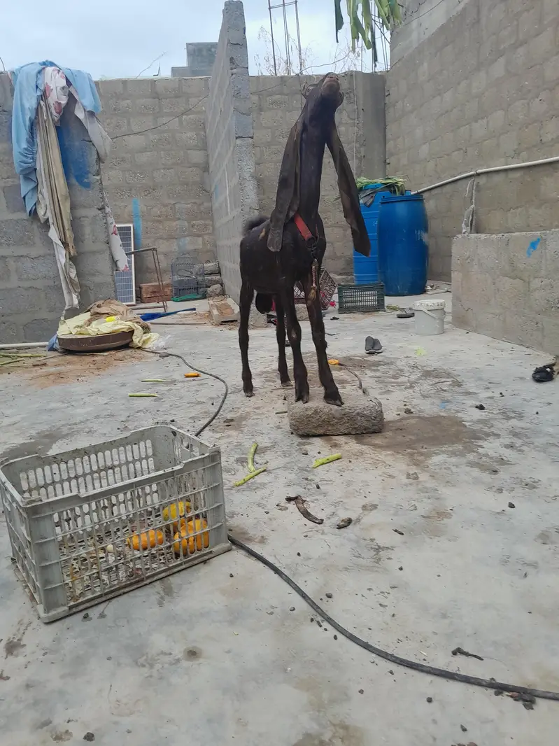 pure kamori bakra urgent sale only WhatsApp 03152344578 — photo 3