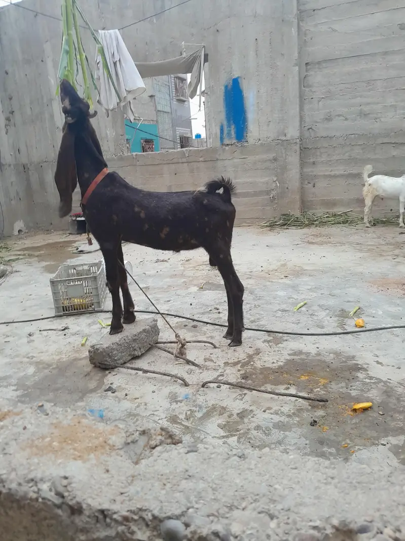 pure kamori bakra urgent sale only WhatsApp 03152344578 — photo 4