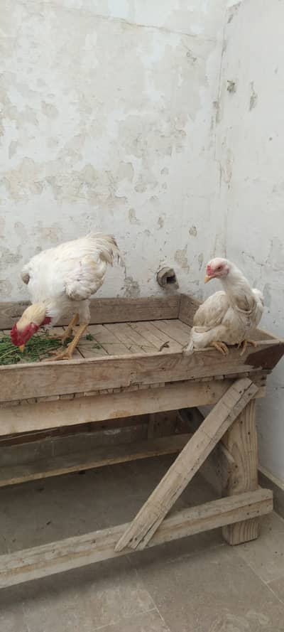 2 murgha 1 murghi 3 chicks for sell