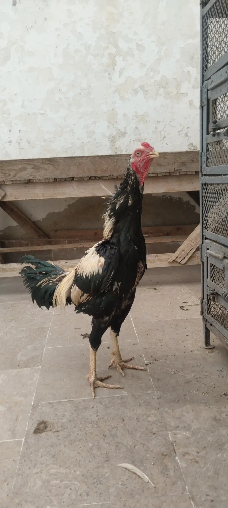 2 murgha 1 murghi 3 chicks for sell — photo 2