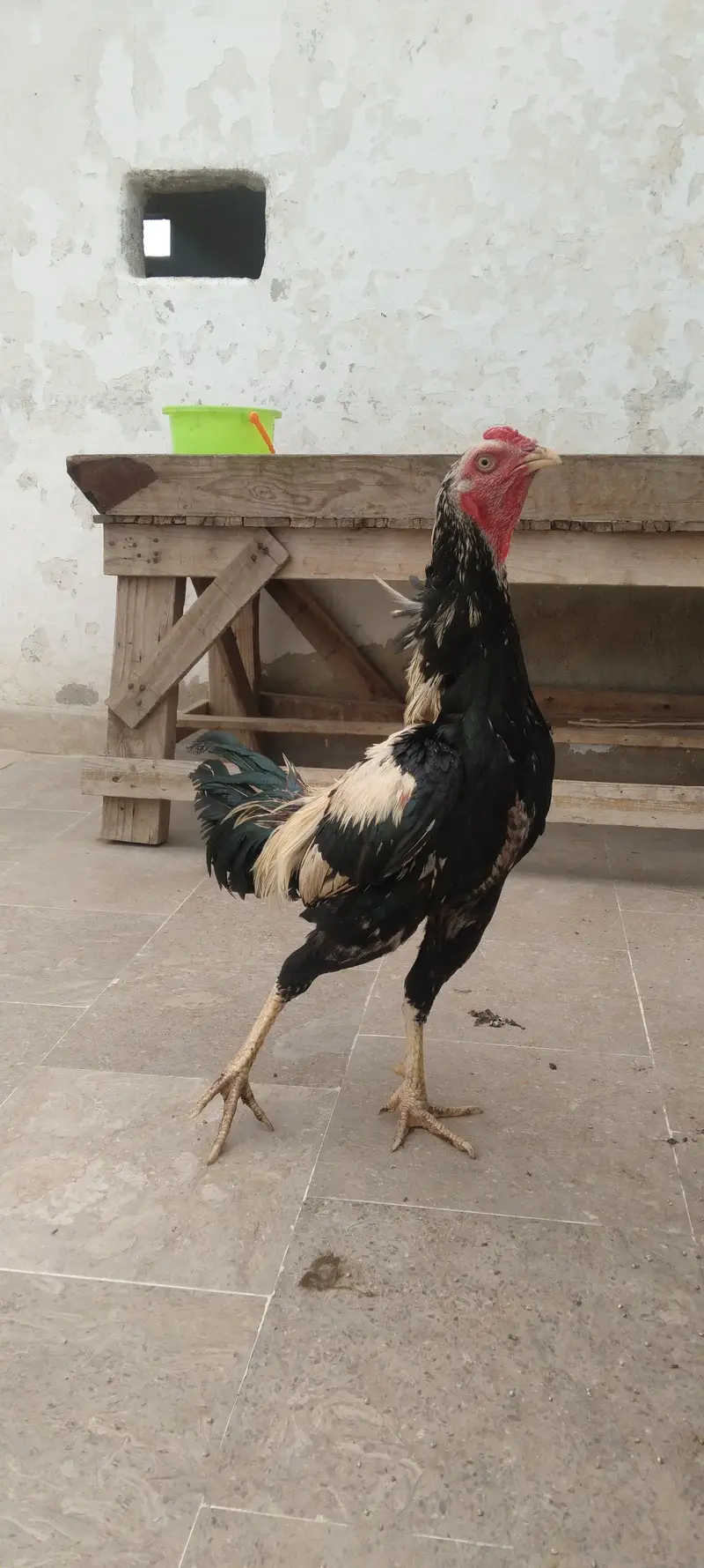 2 murgha 1 murghi 3 chicks for sell — photo 3