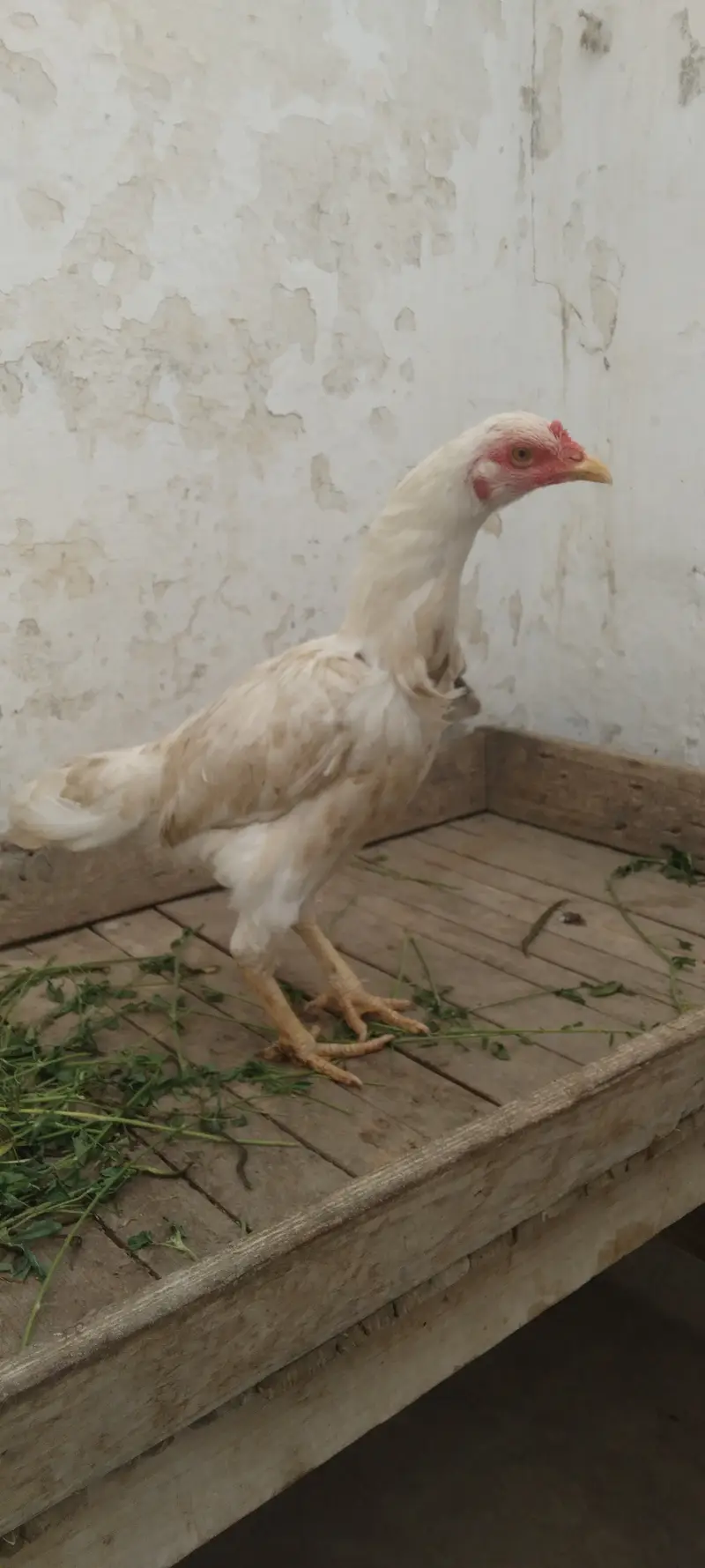 2 murgha 1 murghi 3 chicks for sell — photo 4