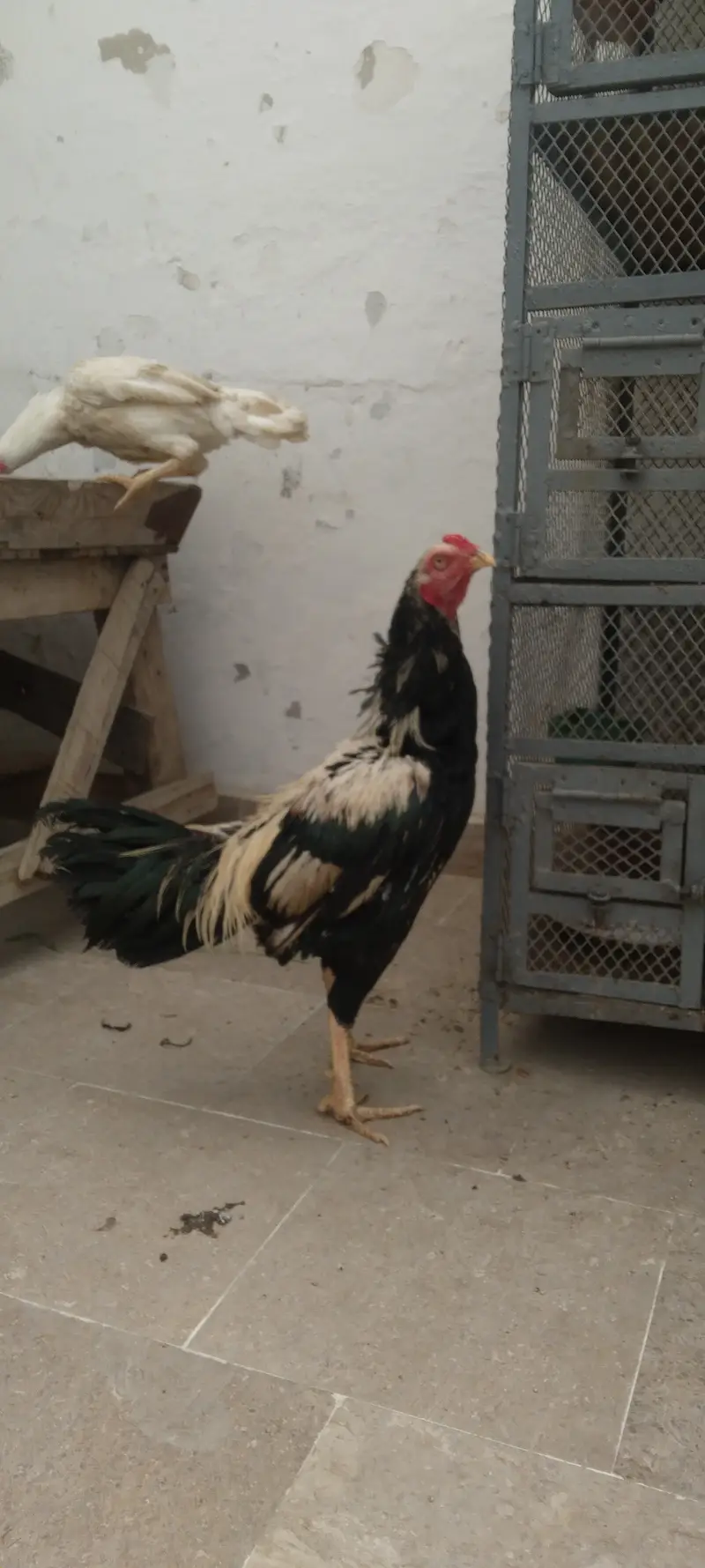 2 murgha 1 murghi 3 chicks for sell — photo 5