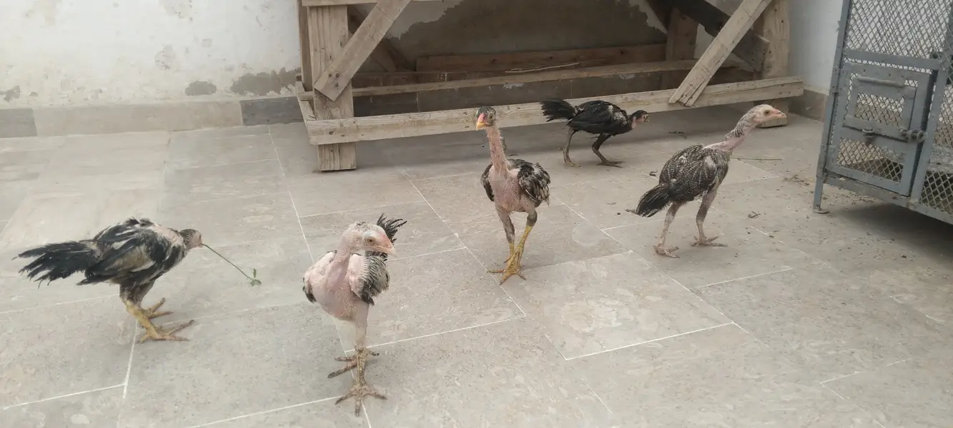 2 murgha 1 murghi 3 chicks for sell — photo 6