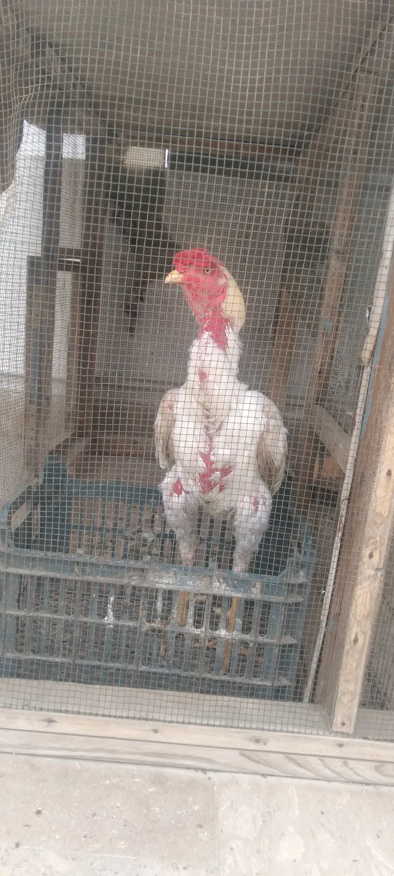2 murgha 1 murghi 3 chicks for sell — photo 7