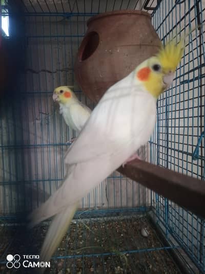 breeder cockatiel pair