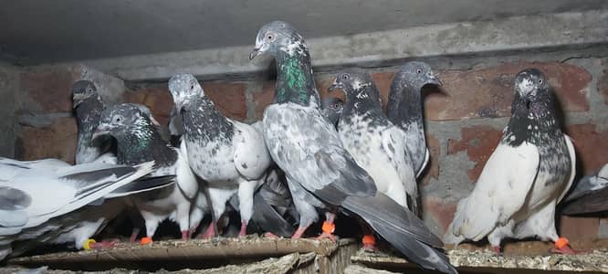 Golden Taddi Sialkoti Parvazi kabotar For Sale.