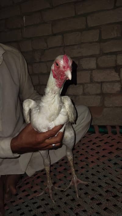 Pakistani mianwali cross acchi quality urgent for sale