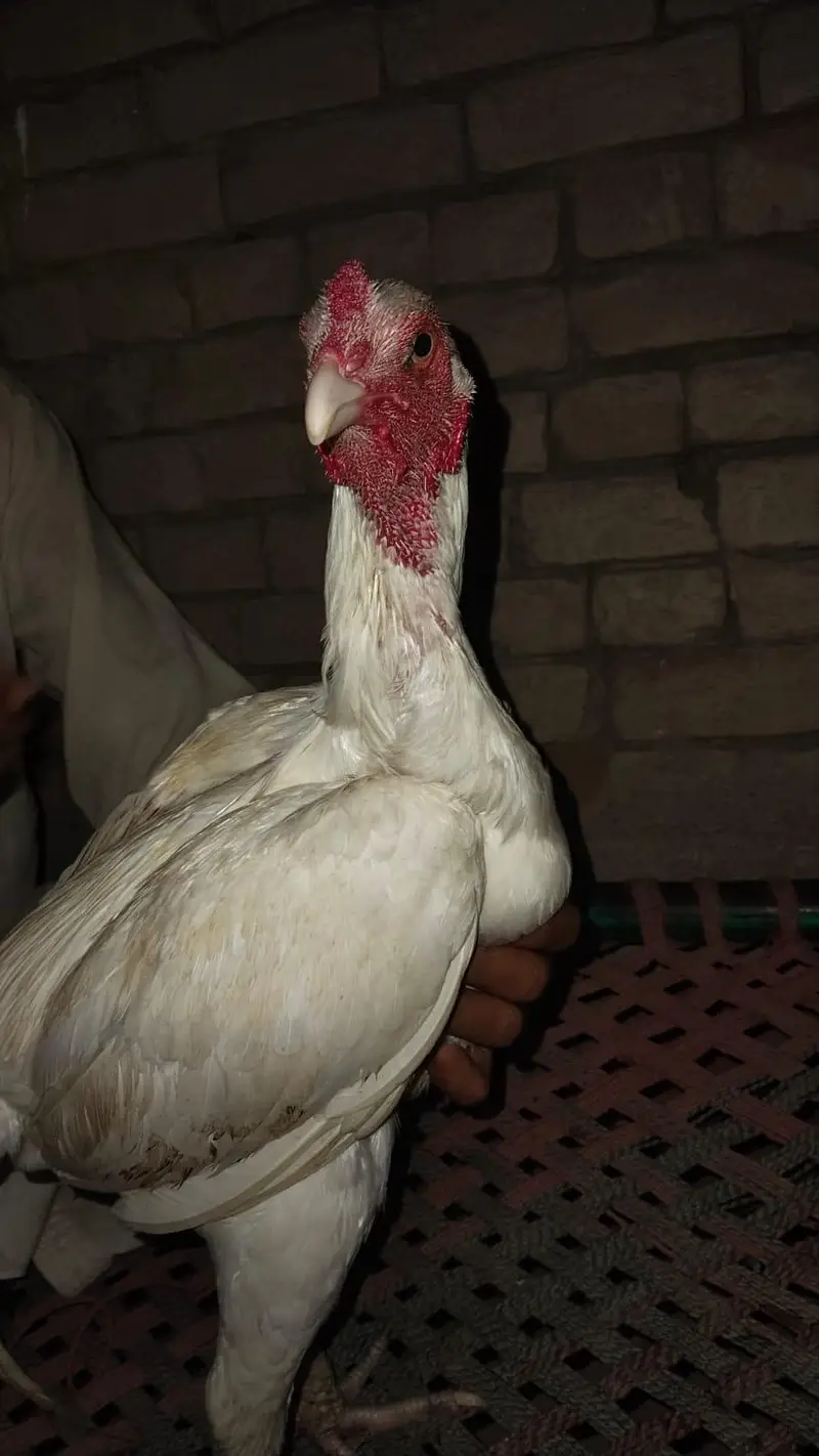Pakistani mianwali cross acchi quality urgent for sale — photo 2