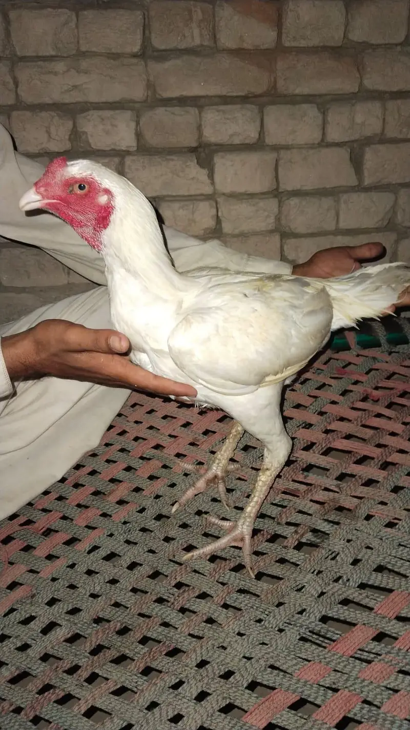 Pakistani mianwali cross acchi quality urgent for sale — photo 3