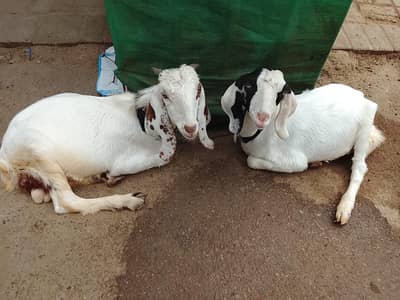 Gulabi jorda for sale