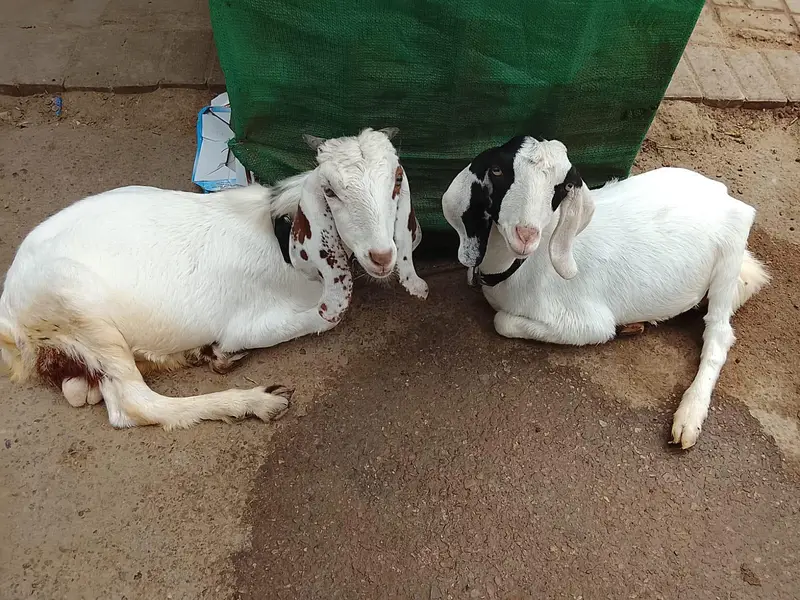 Gulabi jorda for sale