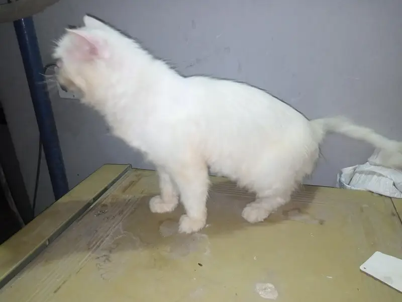 white Persian cat — photo 2