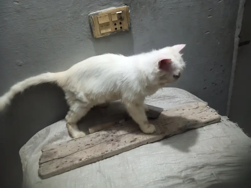 white Persian cat — photo 3