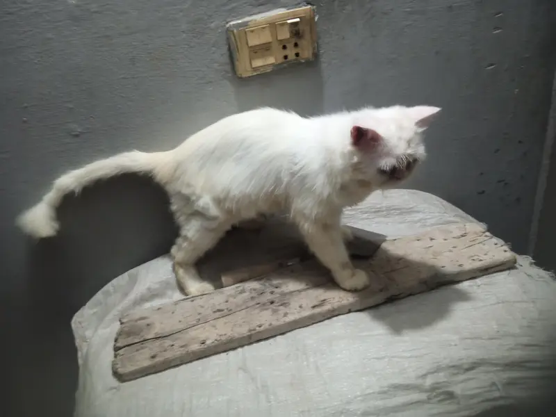 white Persian cat — photo 4
