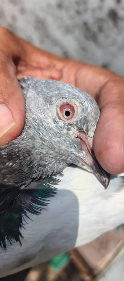 pigeon for sale