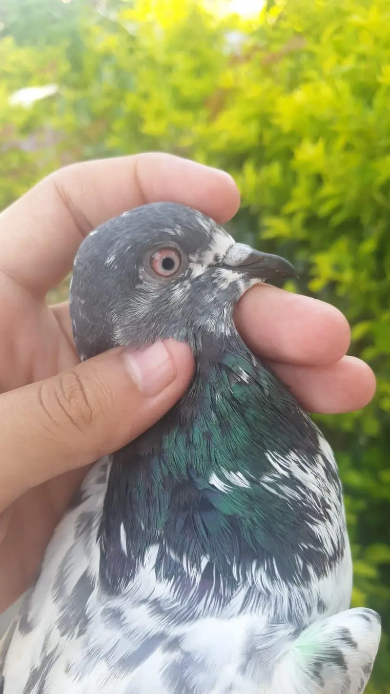 pigeon for sale — photo 2