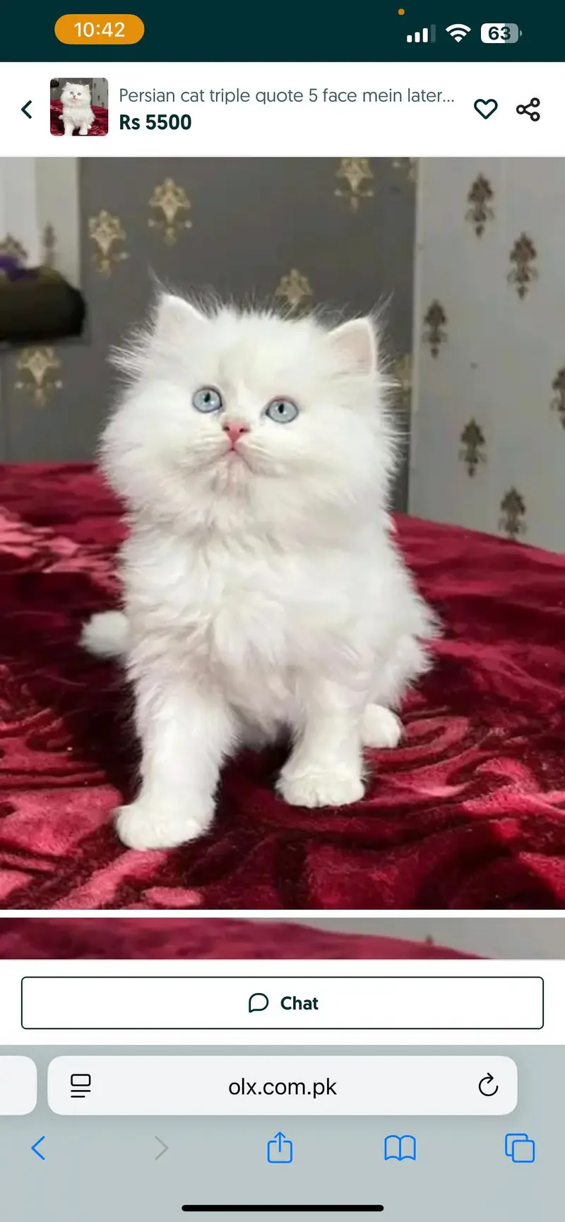 Persian cat triple code 5 phase my WhatsApp number 03247714190 — photo 2