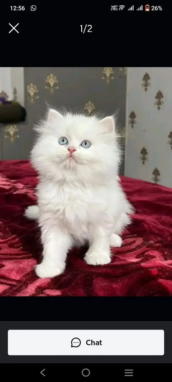 Persian cat triple code 5 phase my WhatsApp number 03247714190 — photo 3
