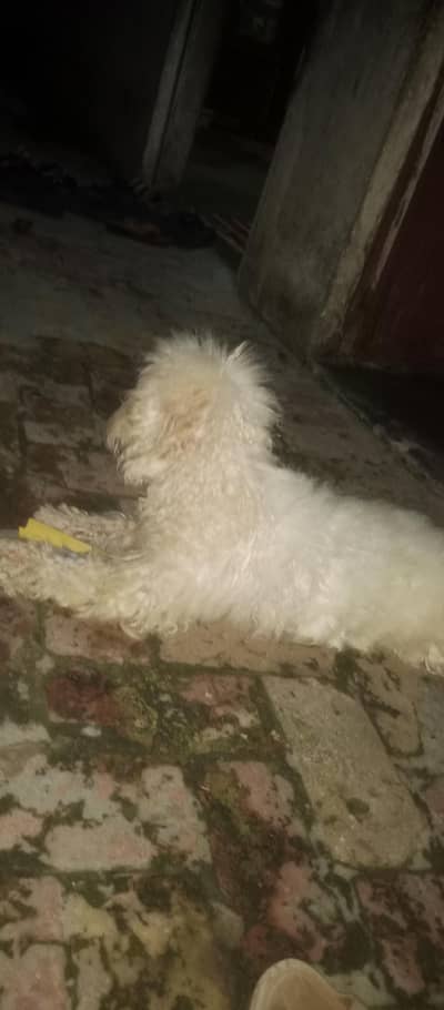 good and healthy female dog