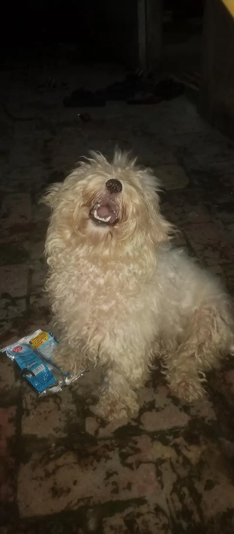good and healthy female dog — photo 2