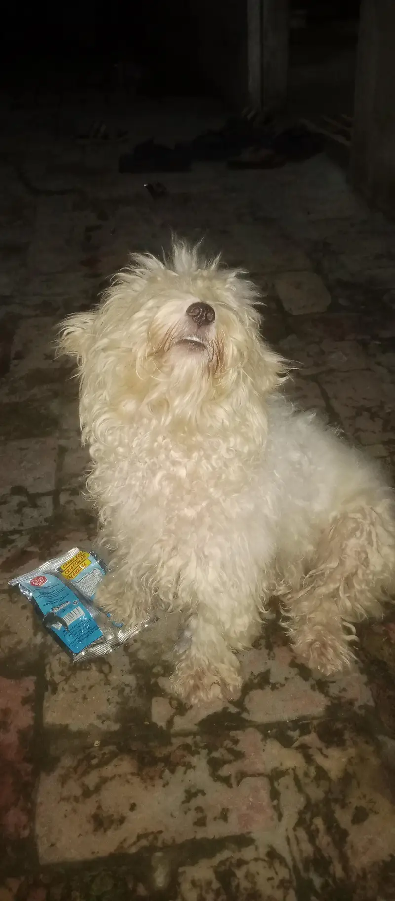 good and healthy female dog — photo 3