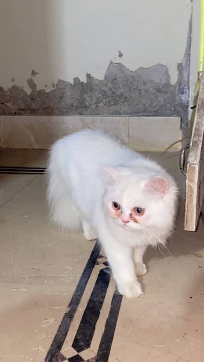 Persian punch face triple coat white kitten