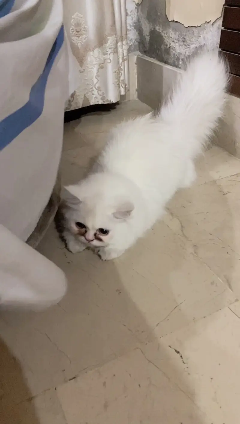 Persian punch face triple coat white kitten — photo 2