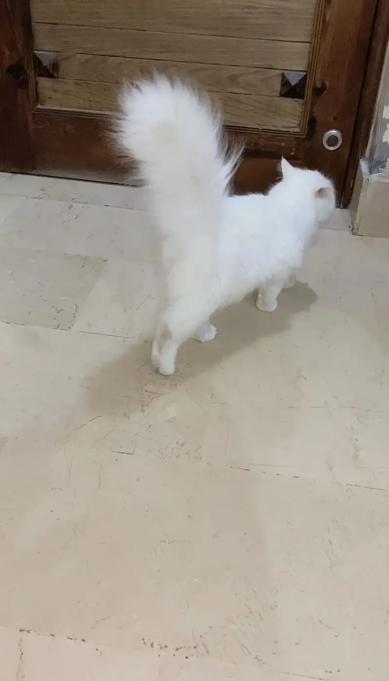 Persian punch face triple coat white kitten — photo 3