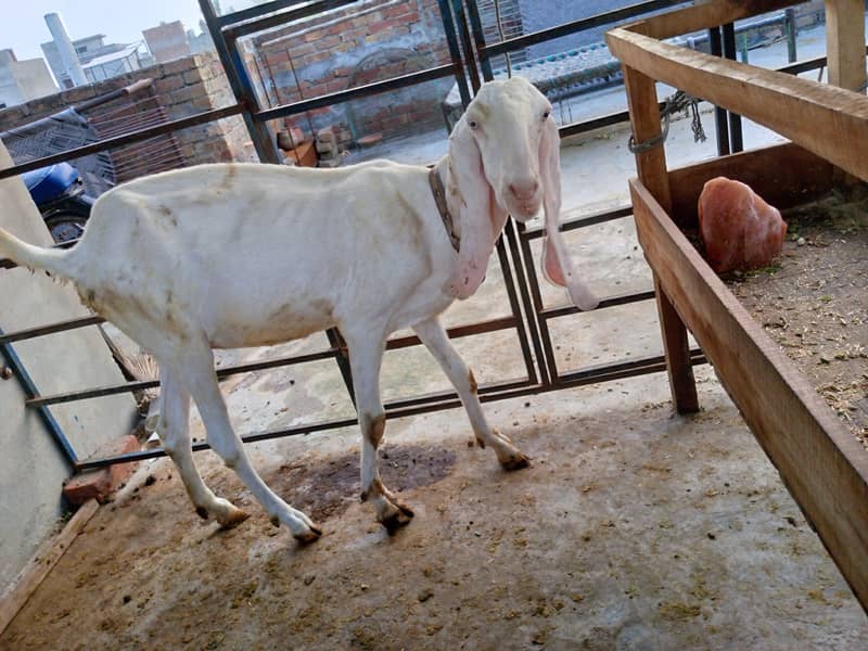 Goats 3