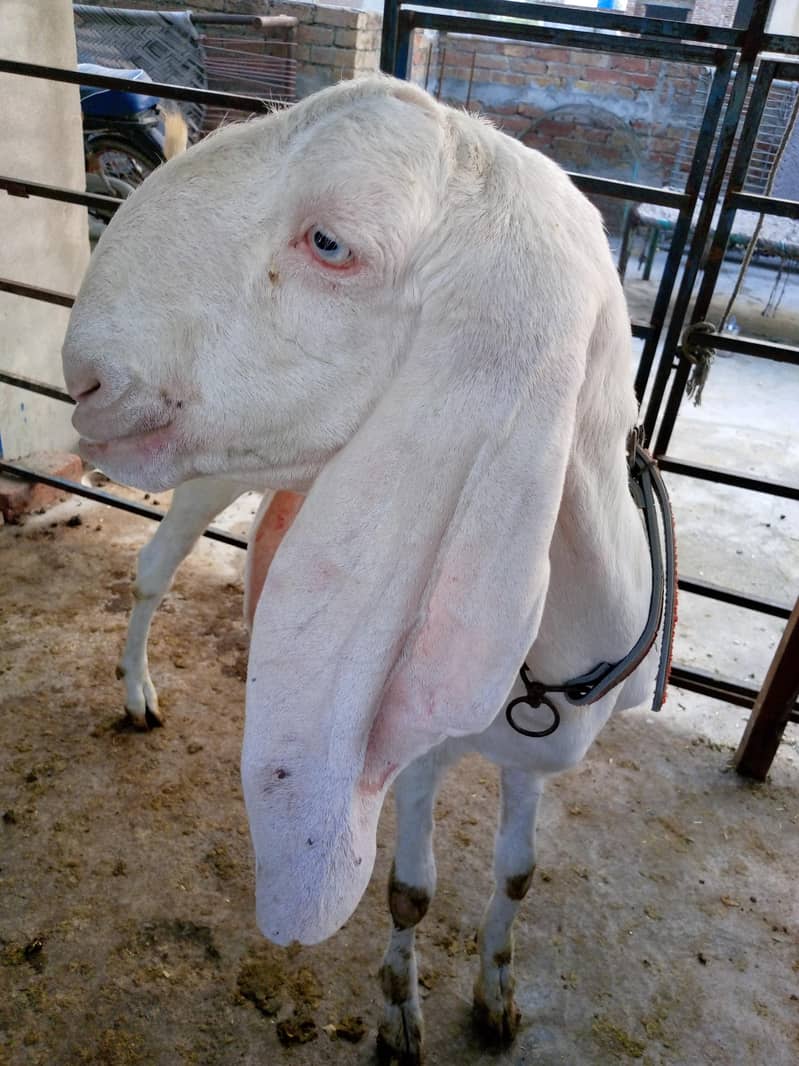 Goats 5