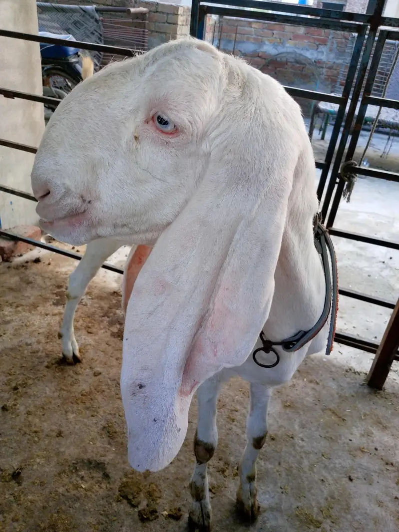 Goats — photo 6