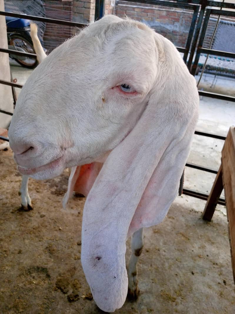 Goats 6