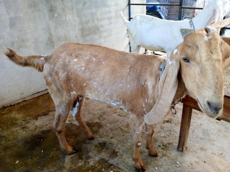 Goats 8
