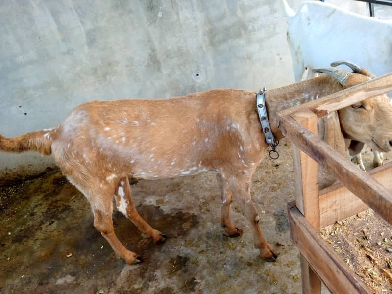 Goats 10