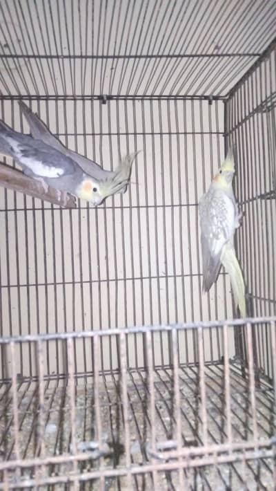 birds for sale