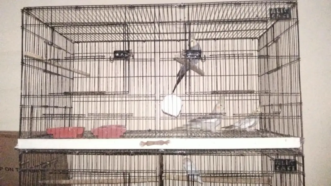 birds for sale — photo 2