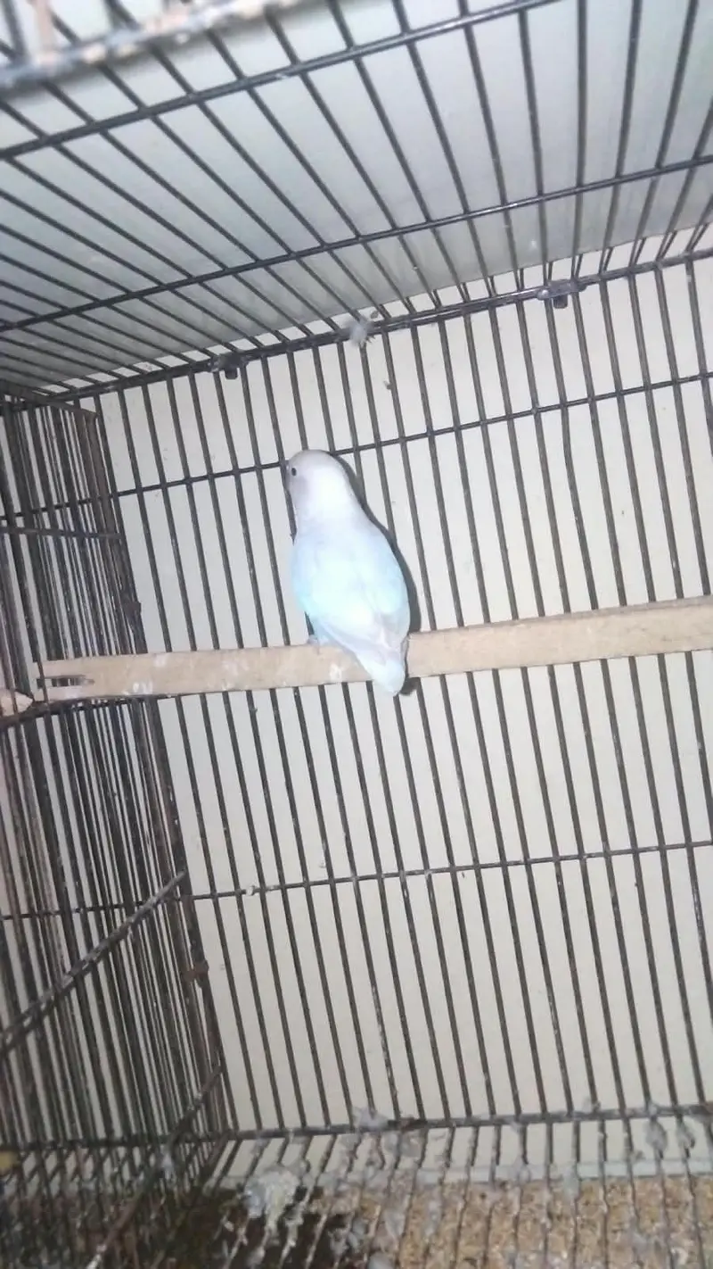 birds for sale — photo 3