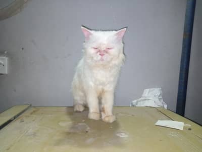 white Persian cat