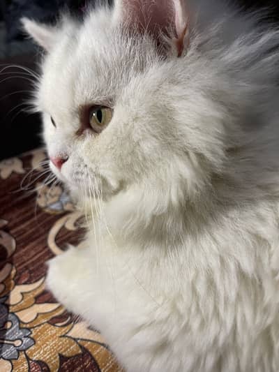 Beautiful Persian white male cat