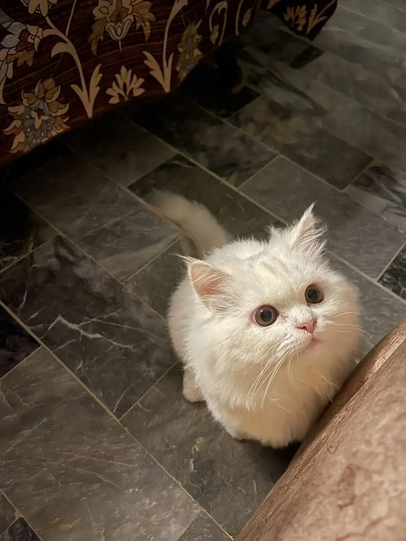 Beautiful Persian white male cat — photo 2