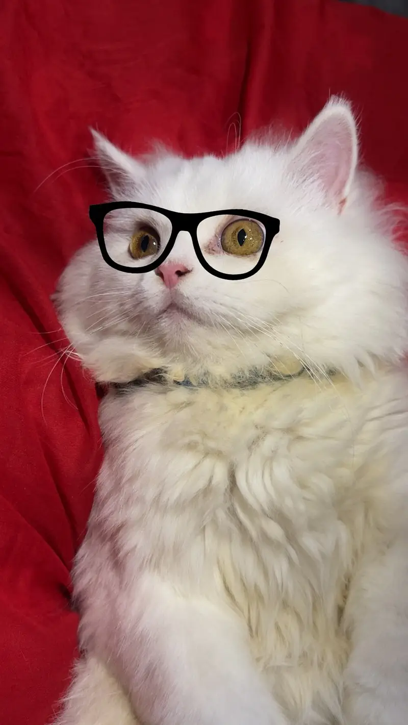 Beautiful Persian white male cat — photo 3
