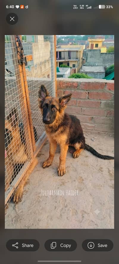 German shepherd puppies
