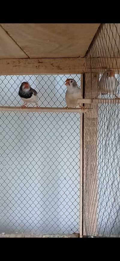 Zebra finch mutation breeder pair