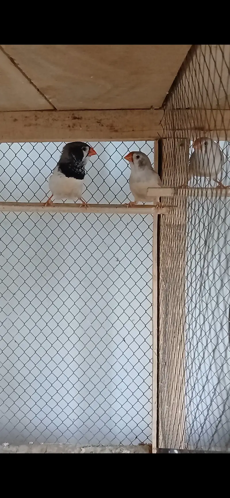 Zebra finch mutation breeder pair — photo 2