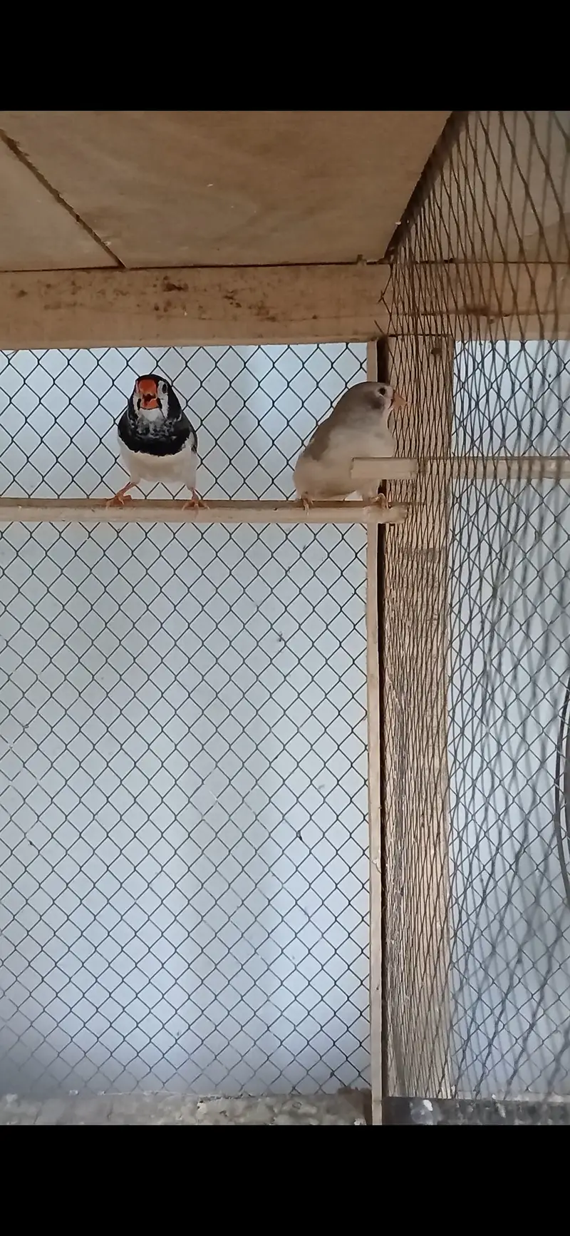 Zebra finch mutation breeder pair — photo 3