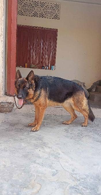German Shepherd stock coat Young Breeder Male Black & Tan