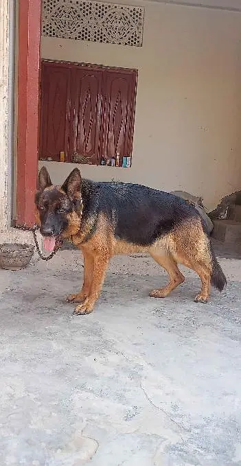German Shepherd stock coat Young Breeder Male Black & Tan