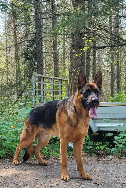 German Shepherd stock coat Young Breeder Male Black & Tan — photo 2